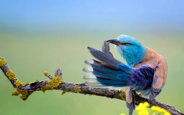A vibrant roller bird perched on a lichen-covered branch, preening its feathers against a soft, blurred background in this HD desktop wallpaper.