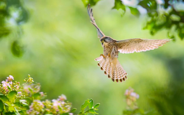 A vibrant HD wallpaper featuring a kestrel in flight amidst blurred flowers and lush greenery, capturing a serene moment in nature.