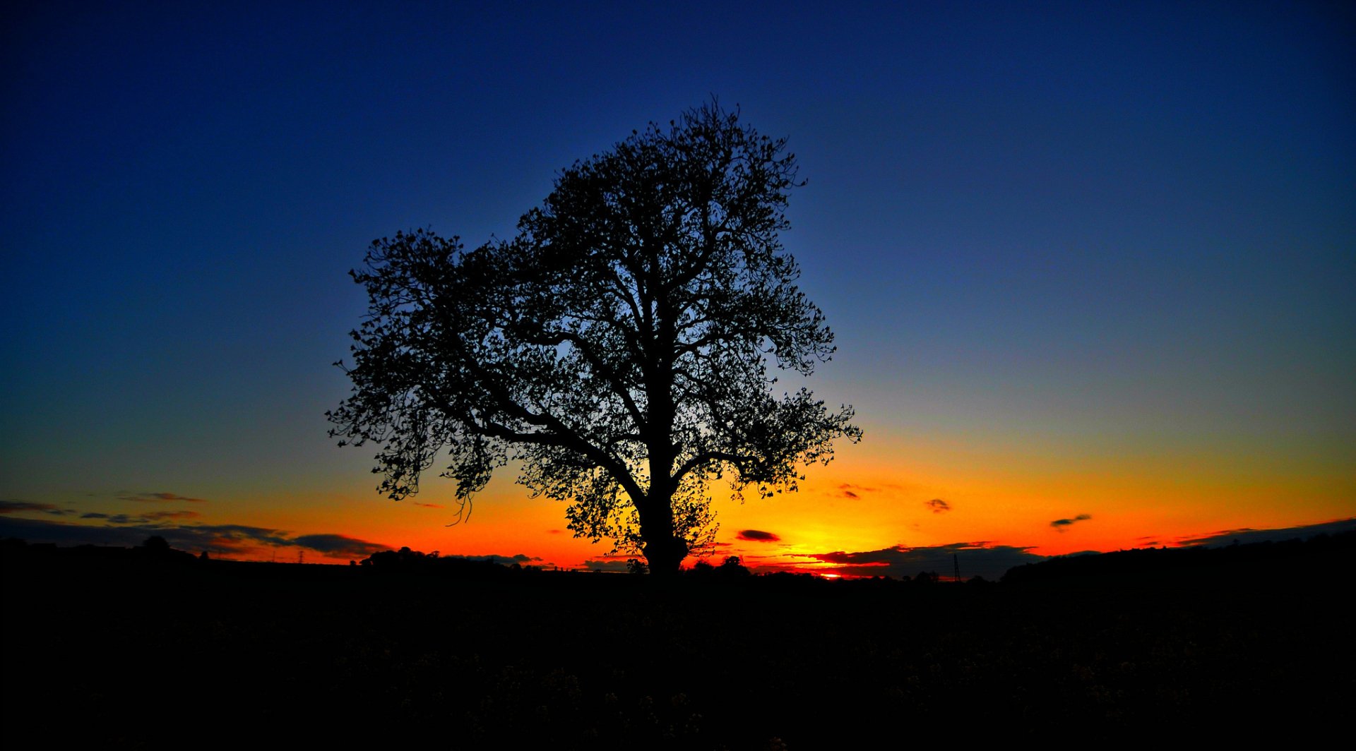 Download Sunset Lonely Tree Sky Nature Silhouette Tree HD Wallpaper