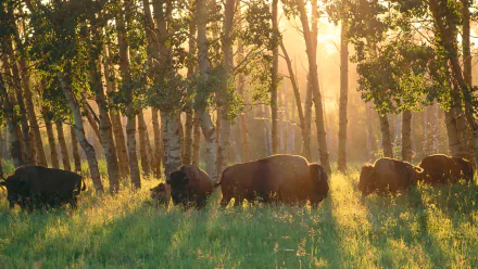 American bison graze in grassy forest bathed in golden sunbeams in Alberta, Canada, captured as an HD PC desktop wallpaper.