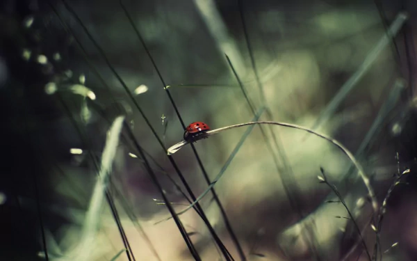 Animal ladybug HD Desktop Wallpaper | Background Image
