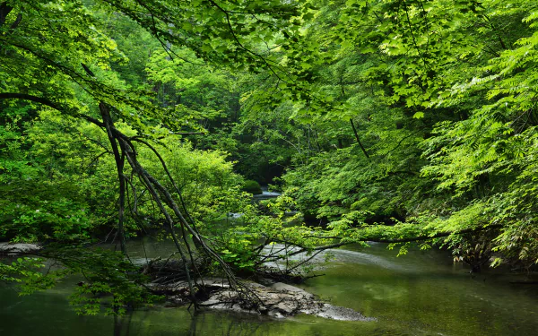 Lush green forest surrounding a calm river, captured in a vibrant 4K Ultra HD PC desktop wallpaper showcasing nature’s serene beauty.