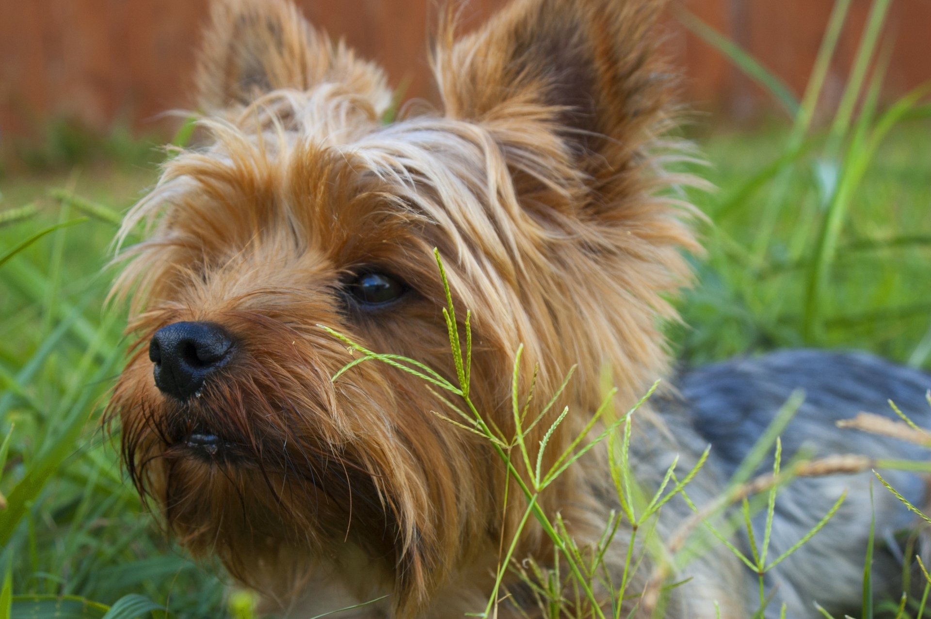 Download Dog Animal Yorkshire Terrier  HD Wallpaper