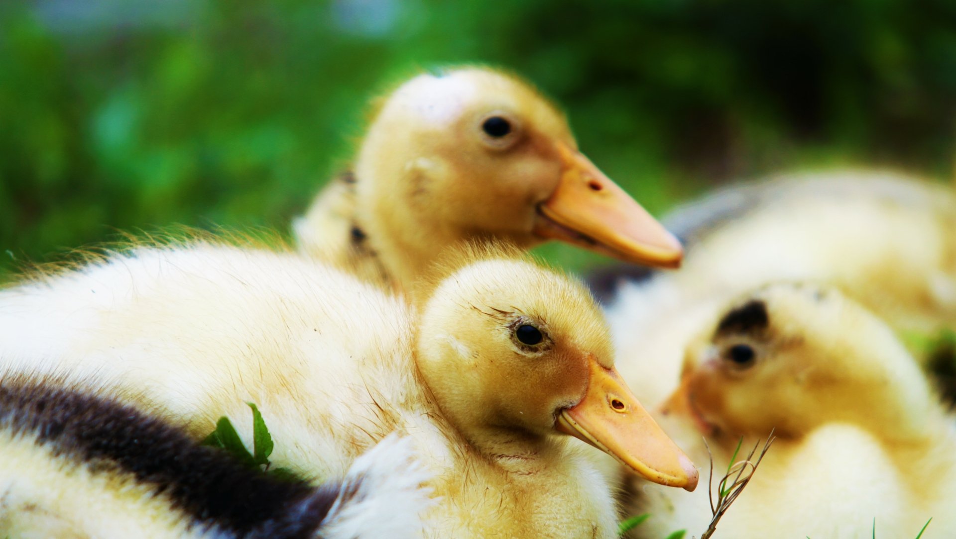 Ducklings by Hieu353Extrope