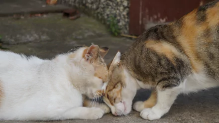 Two cats nuzzling affectionately on a rustic ground, captured in crisp 4K Ultra HD, showcasing a tender moment of animal love.