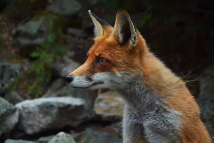 Red fox in profile among rocks and foliage — crisp 4K Ultra HD PC desktop wallpaper and background.