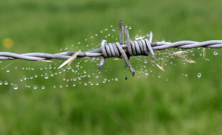 Macro 4K desktop wallpaper: water droplets clinging to a spider web woven on a man-made barbed wire strand against a soft green background.