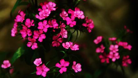  Pink Flowers II