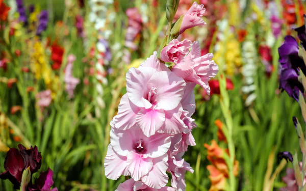 pink flower nature flower gladiolus HD Desktop Wallpaper | Background Image