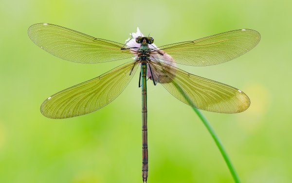 Animal Dragonfly Insects Insect Macro HD Wallpaper | Background Image