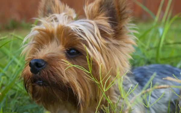 dog Animal yorkshire terrier HD Desktop Wallpaper | Background Image