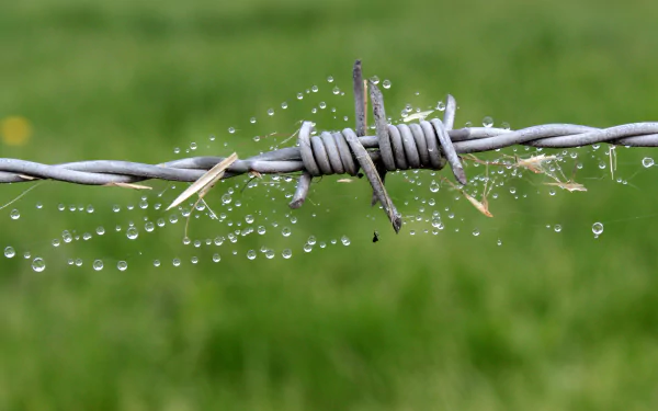 Macro 4K desktop wallpaper: water droplets clinging to a spider web woven on a man-made barbed wire strand against a soft green background.