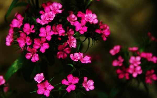 Earth Flower Flowers Plant Close-Up Pink Flower Dianthus HD Wallpaper | Background Image