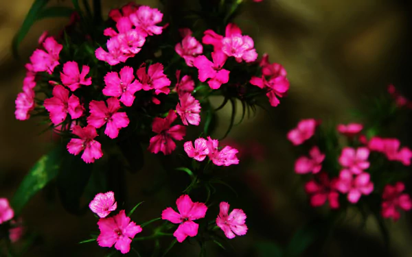  Pink Flowers II