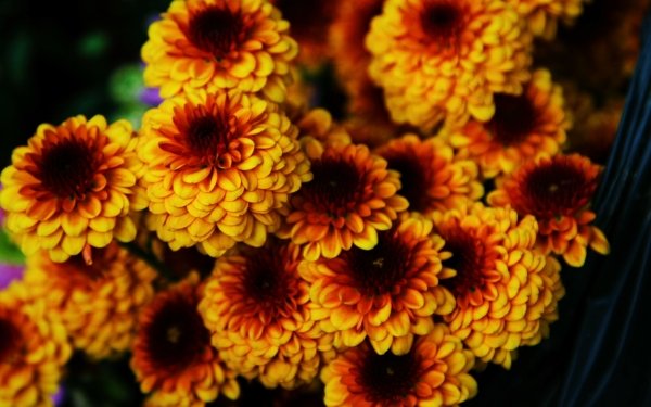 Earth Flower Flowers Plant Close-Up Yellow Flower HD Wallpaper | Background Image