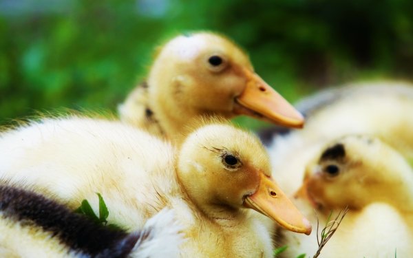 Animal Duck Birds Ducks Close-Up HD Wallpaper | Background Image