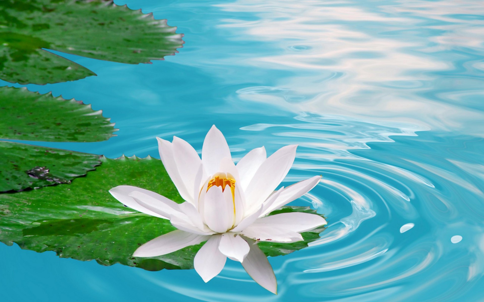 Download Nature Lotus HD Wallpaper