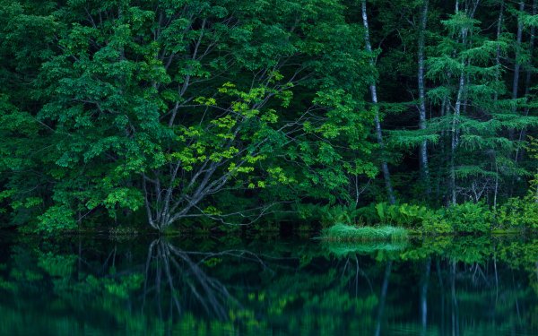Nature Reflection Water Tree Green HD Wallpaper | Background Image