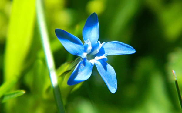 blue flower nature flower HD Desktop Wallpaper | Background Image