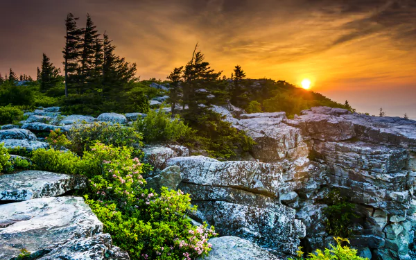 4K Ultra HD nature wallpaper featuring a vibrant sunrise over rocky cliffs with pine trees and blooming shrubs under a glowing golden sky.