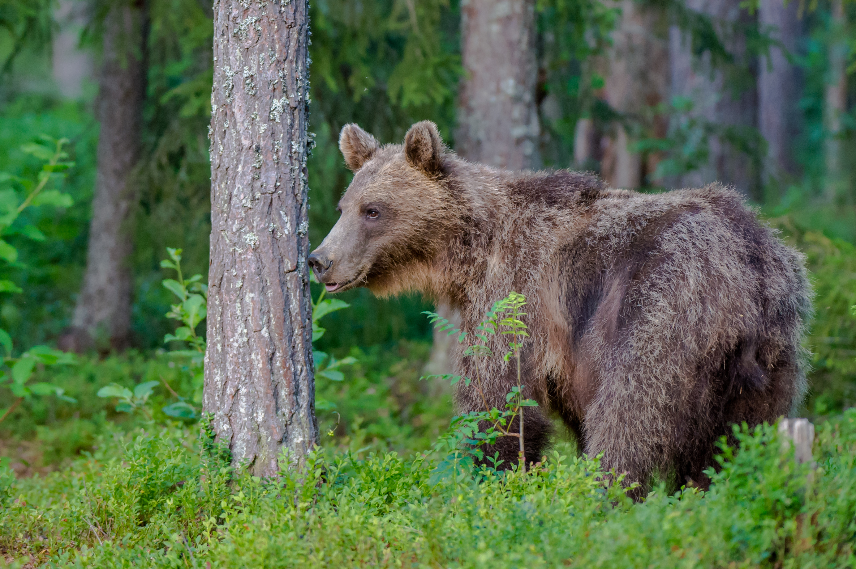 Широколиственные леса бурый медведь