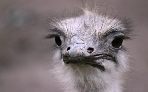bird Animal ostrich HD Desktop Wallpaper | Background Image