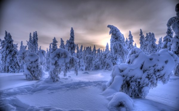 Earth Winter Tree Forest Snow HD Wallpaper | Background Image