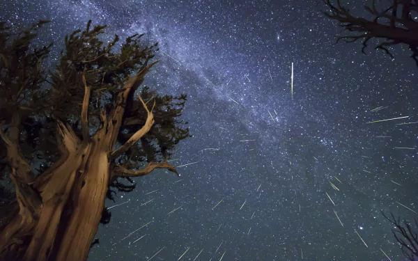 2K Quad HD PC desktop wallpaper: night nature scene of gnarled trees beneath the Milky Way with a meteor shower streaking across the sky.