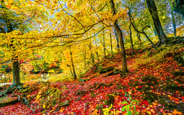  Autumn Forest