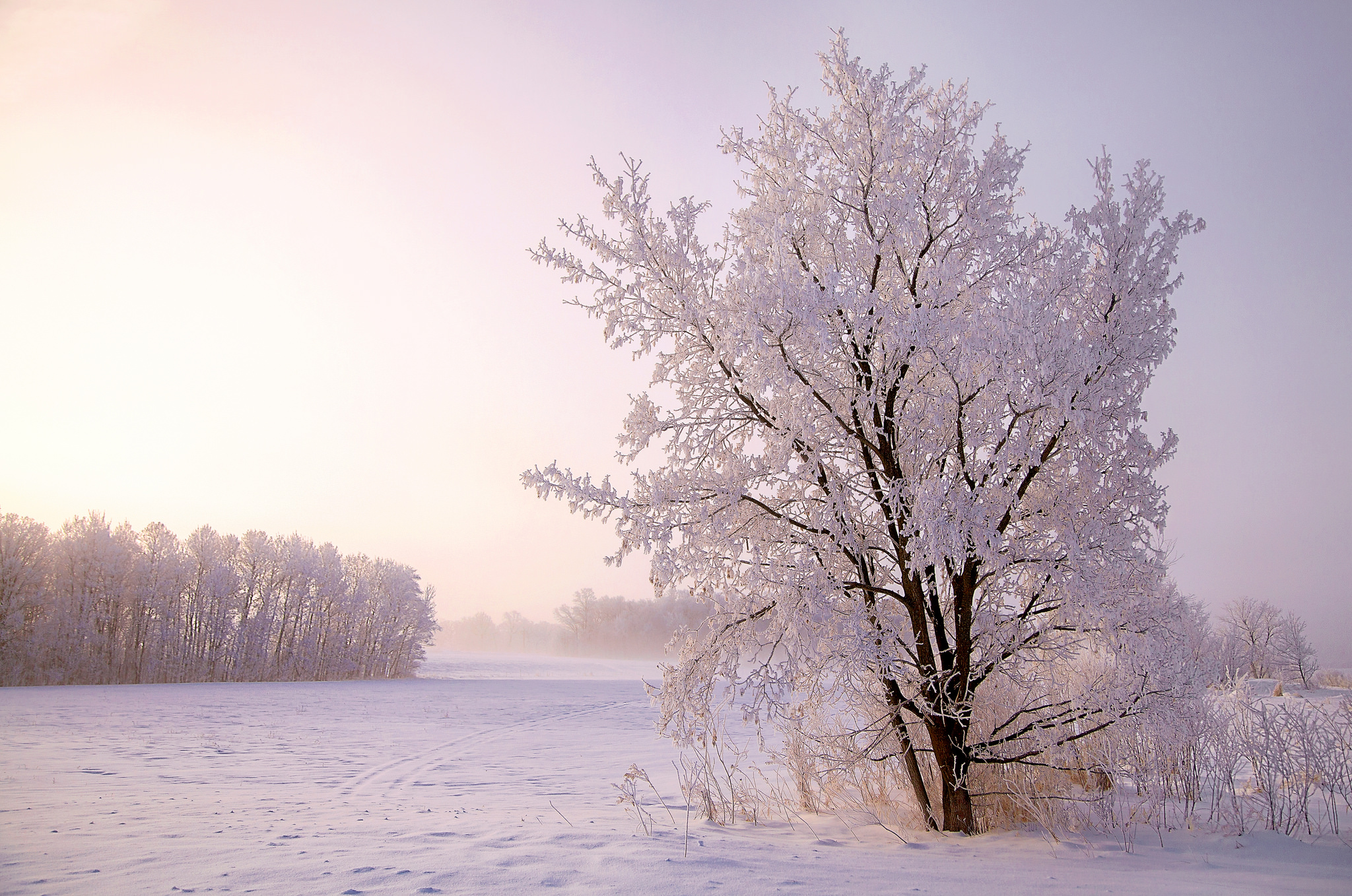 Download Snow Field Tree Nature Winter HD Wallpaper by Karen Hunnicutt