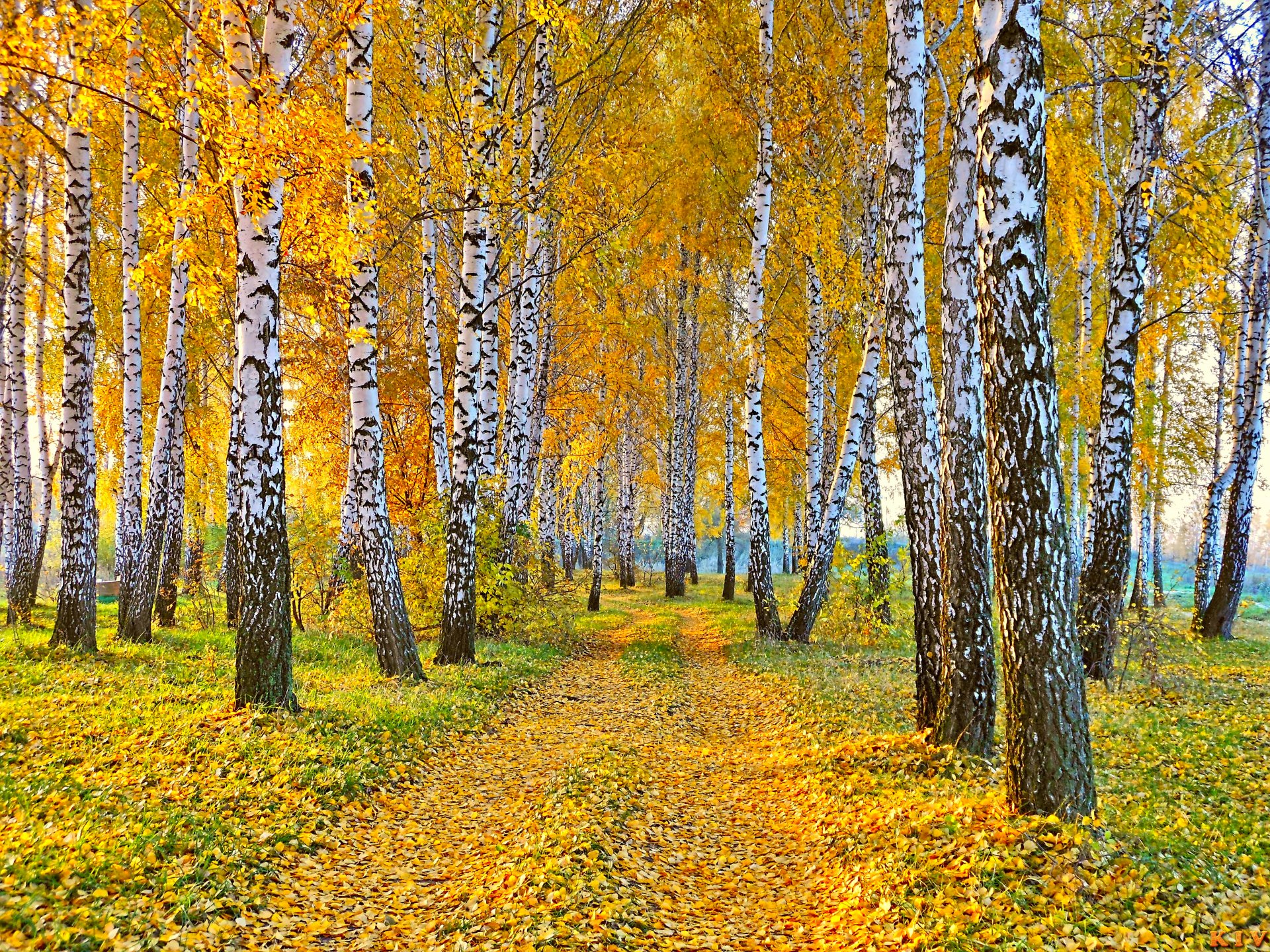 Birch Forest in Autumn 4k Ultra HD Wallpaper | Background  