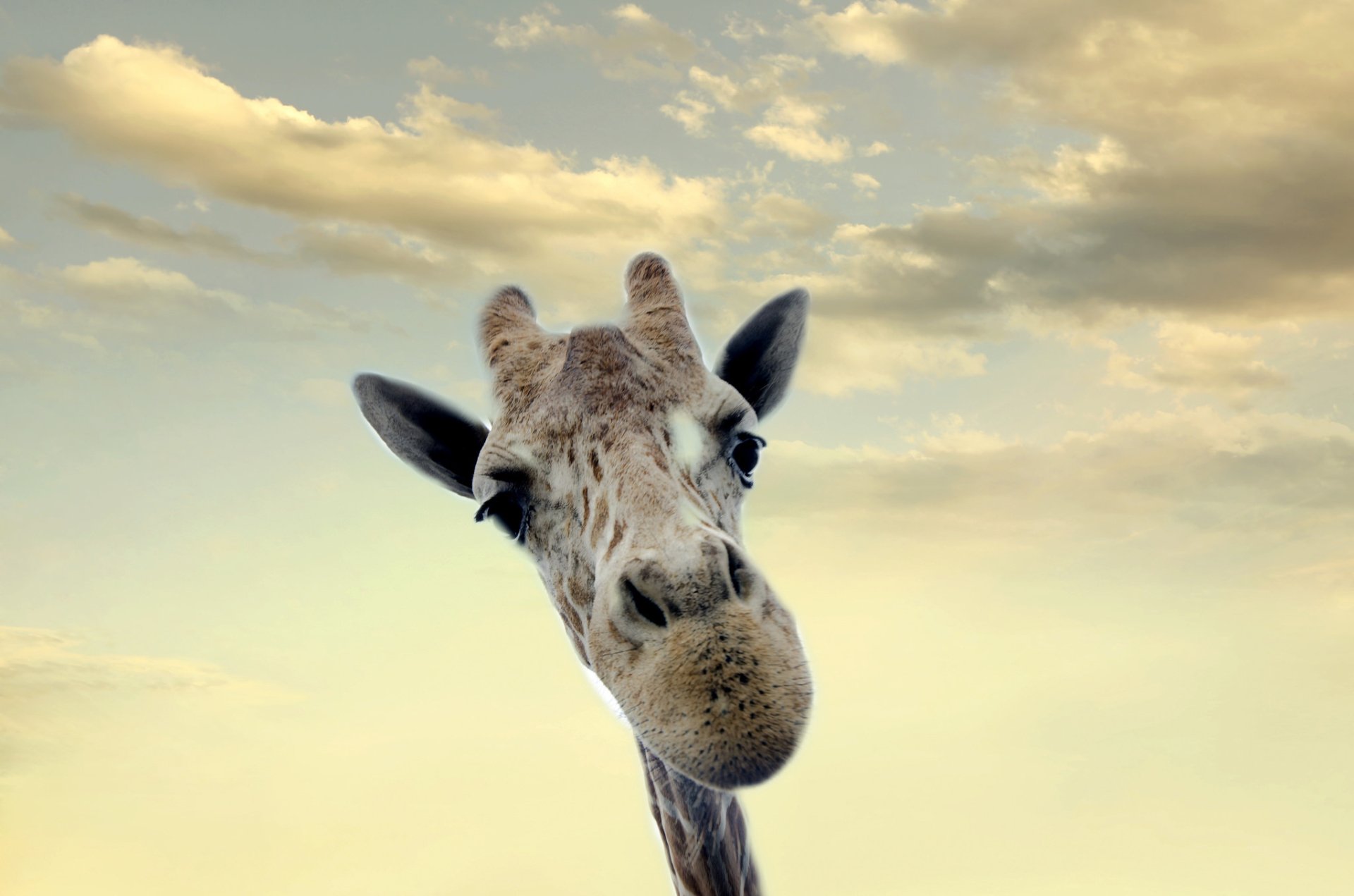 Download Close-up Animal Giraffe HD Wallpaper