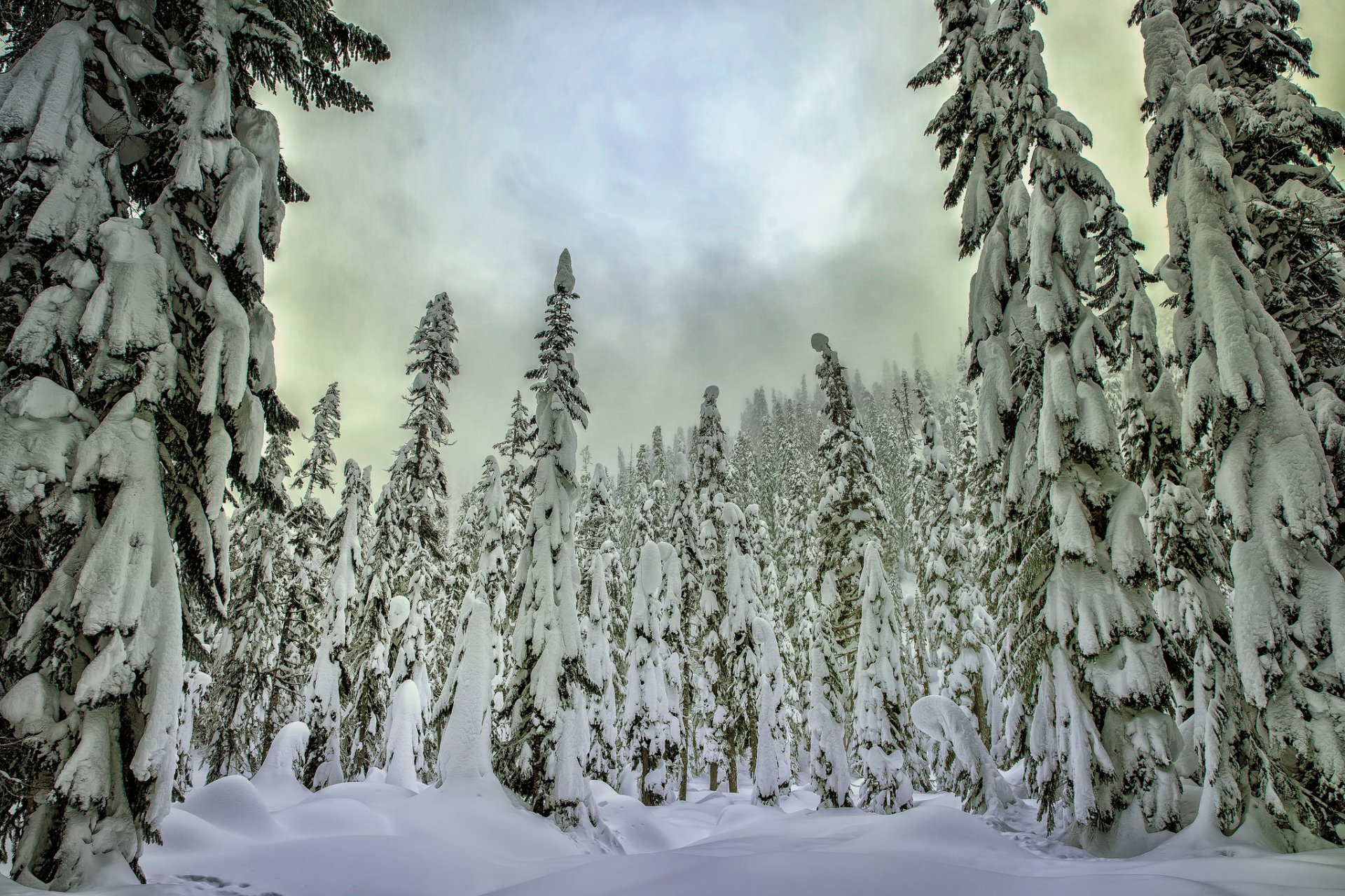 Download Forest Snow Tree Nature Winter HD Wallpaper | 2048x1365 ...