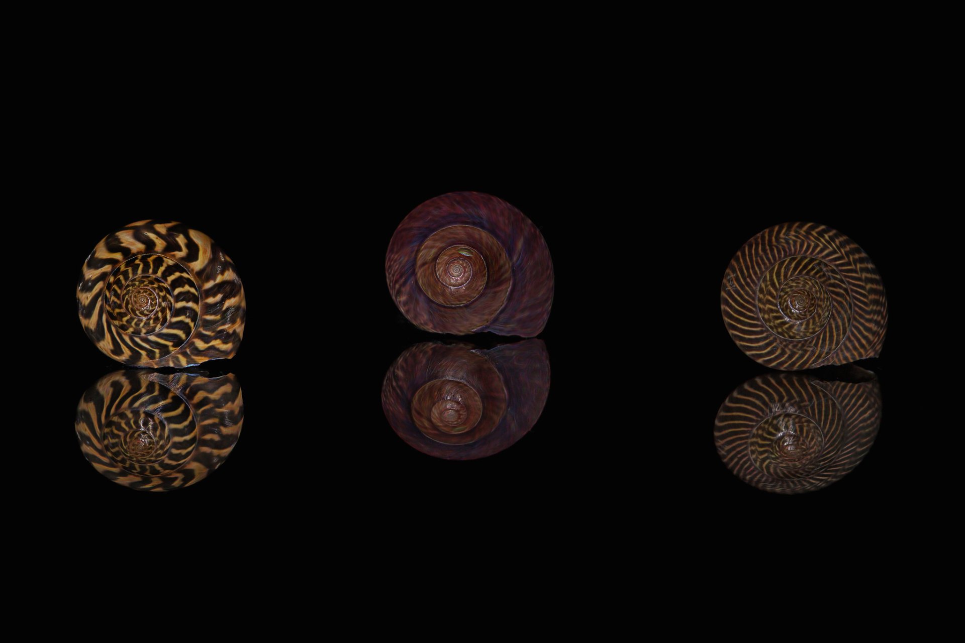 Download Reflection Nature Shell HD Wallpaper