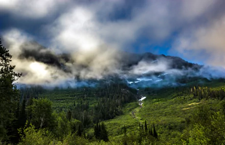 nature tree fog mountain forest Montana USA glacier national park HD Desktop Wallpaper | Background Image