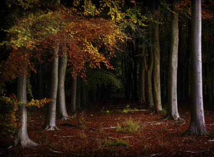 HD PC desktop wallpaper featuring a serene fall forest scene with tall trees and vibrant autumn leaves creating a colorful, natural atmosphere.
