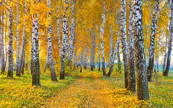 A vibrant birch forest in autumn, featuring golden leaves and a peaceful path, captures the essence of fall in this stunning 4K Ultra HD desktop wallpaper.