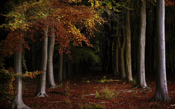 HD PC desktop wallpaper featuring a serene fall forest scene with tall trees and vibrant autumn leaves creating a colorful, natural atmosphere.