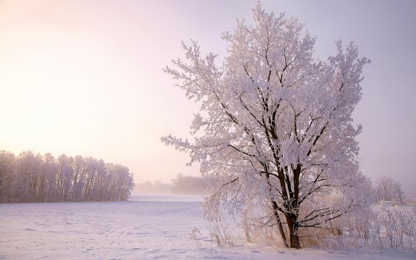 Nature Winter Tree Field Snow HD Wallpaper | Background Image