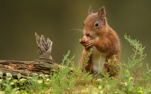 HD PC desktop wallpaper: a red squirrel (rodent, animal) eating a nut on mossy ground beside a log, with a soft green blurred background.