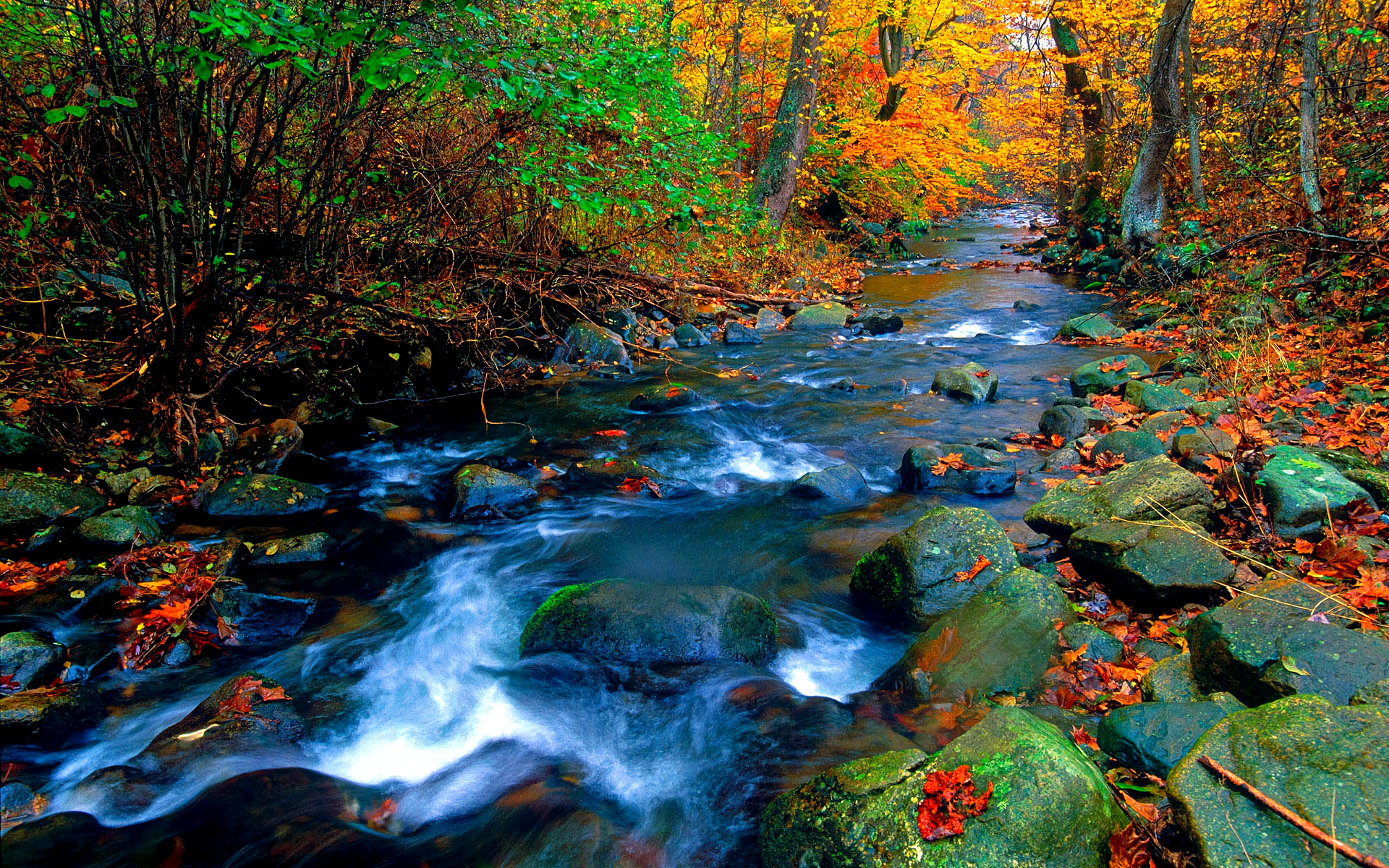 Autumn Forest Stream HD Wallpaper | Background Image | 1920x1200