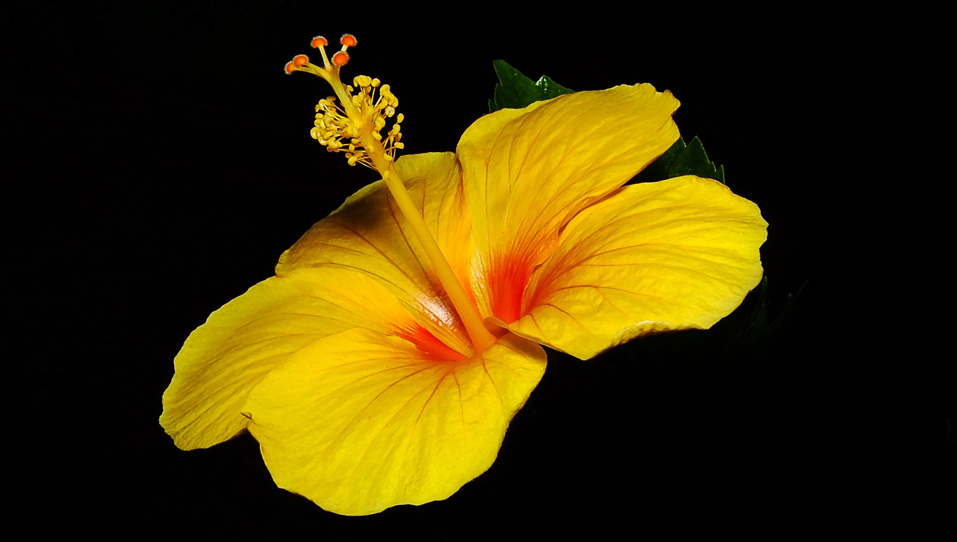 A vibrant yellow hibiscus flower with red accents set against a black background, captured in stunning 4K Ultra HD resolution for a nature-themed PC desktop wallpaper.