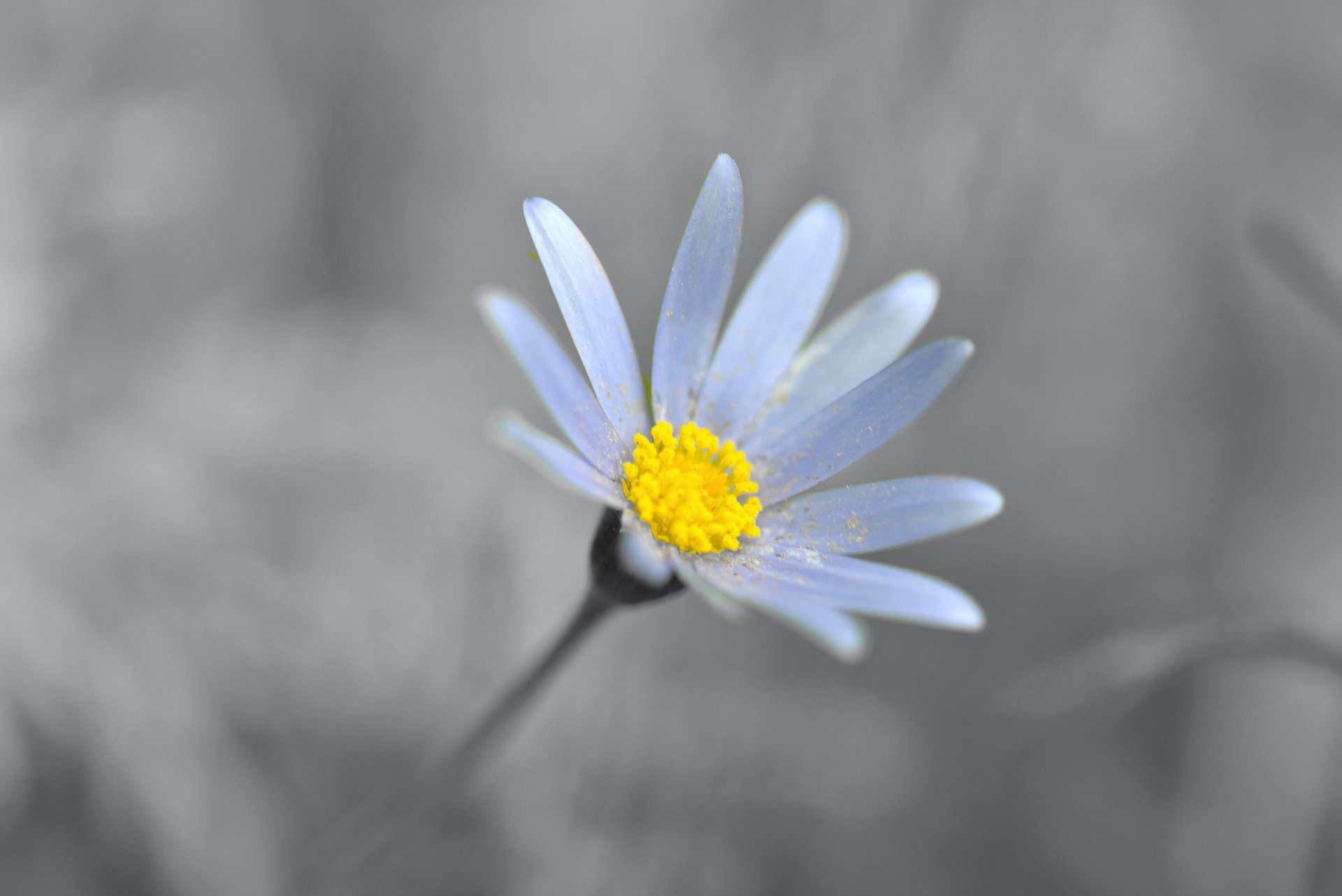 Download Nature White Flower Flower Chamomile Daisy HD Wallpaper