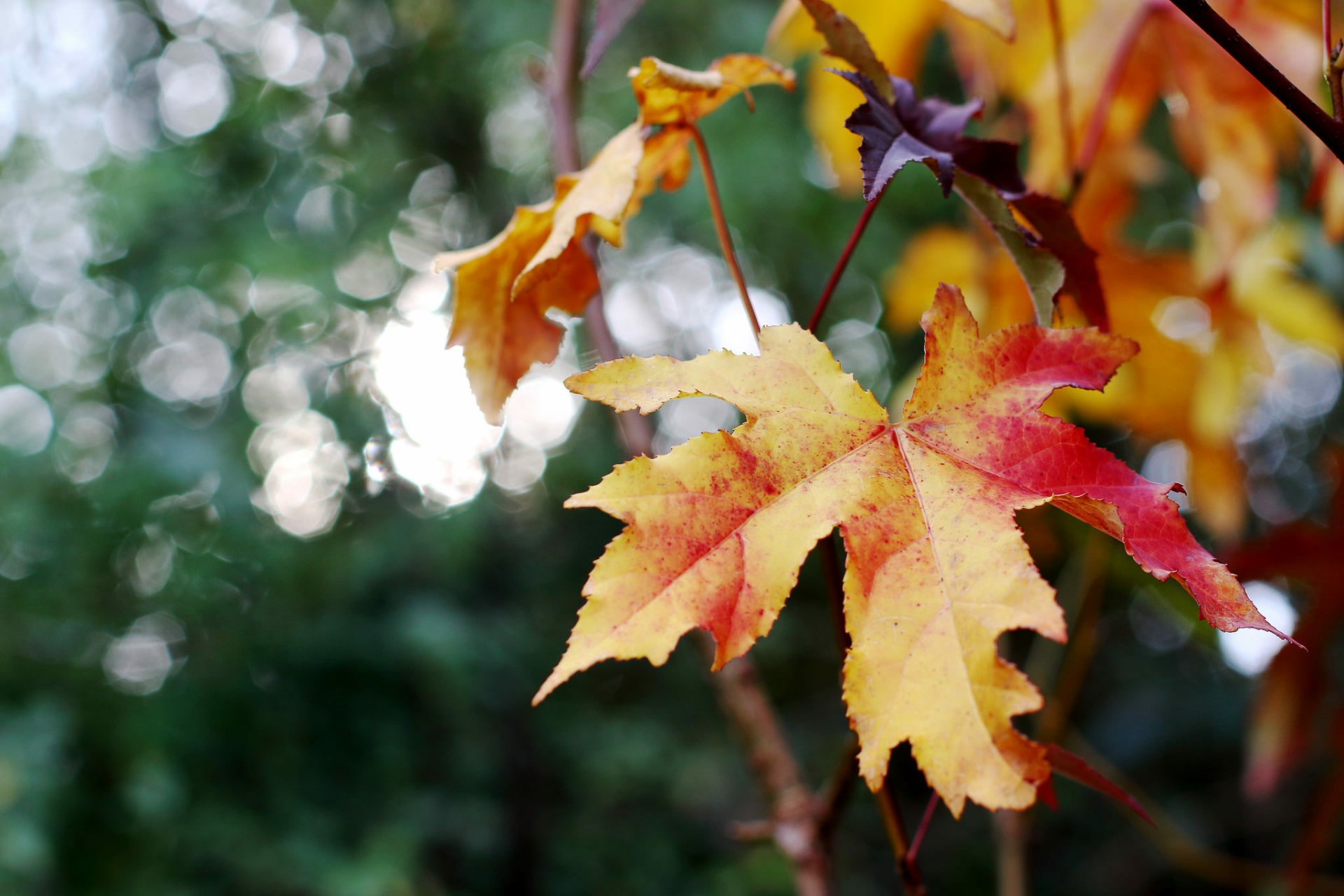 Download Close-up Nature Bokeh Fall Leaf HD Wallpaper