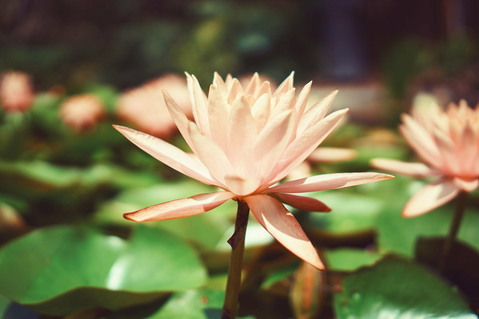 Water Lily HD Wallpaper | Background Image | 2048x1365 | ID:729699