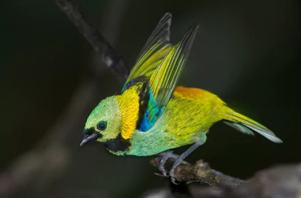 Vibrant eastern tanager perched on a branch, showcasing bright green, yellow, and blue feathers in this HD colorful bird wallpaper and desktop background.