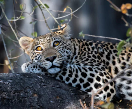 resting Animal leopard HD Desktop Wallpaper | Background Image