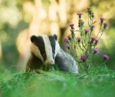 HD desktop wallpaper featuring a badger nestled in green grass beside blooming purple wildflowers in a softly lit natural setting.
