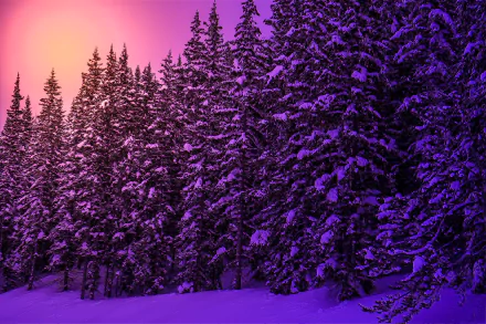 A winter forest of snow-covered pine trees bathed in purple hues at sunset, captured in 4K Ultra HD for a rich, vibrant PC desktop wallpaper background.