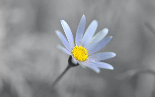 nature white flower flower chamomile daisy HD Desktop Wallpaper | Background Image